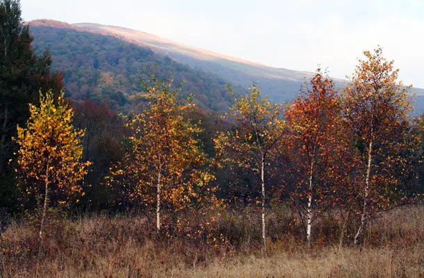 paysages de montagne
