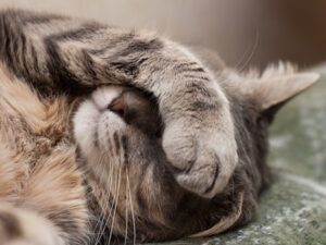 chat