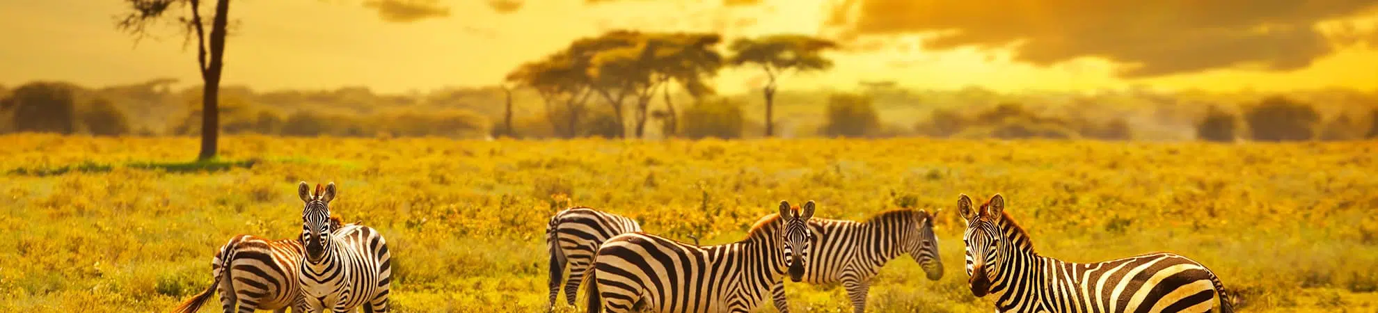 Tanzanie