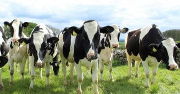 Asséchant litière, pour garantir l’état sanitaire de vos élevages vaches