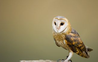 Différences entre un hibou et une chouette ?
