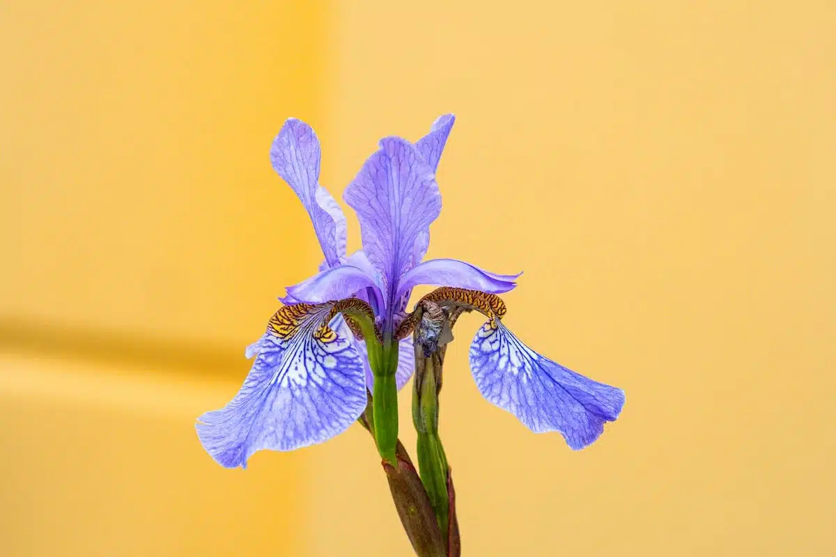 iris bleus
