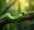 Serpent vert enroule dans une foret lumineuse